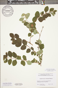 Symphoricarpos orbiculatus image