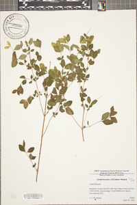 Symphoricarpos orbiculatus image