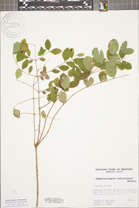 Symphoricarpos orbiculatus image