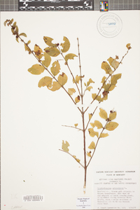 Symphoricarpos orbiculatus image