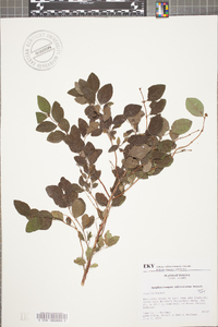 Symphoricarpos orbiculatus image