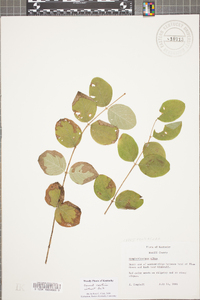 Symphoricarpos albus image