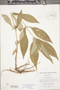 Triosteum angustifolium image