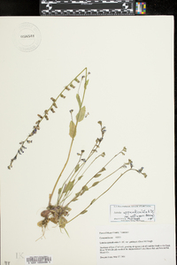 Lobelia appendiculata var. gattingeri image