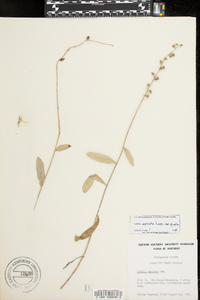 Lobelia spicata var. spicata image