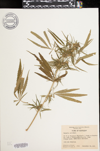 Cannabis sativa image