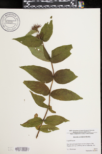 Diervilla sessilifolia image