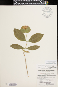 Lonicera dioica image