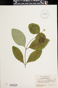 Lonicera dioica image