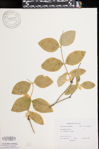 Lonicera dioica image