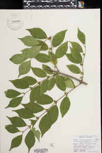 Lonicera maackii image