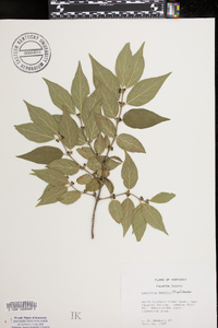 Lonicera maackii image