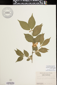 Lonicera maackii image