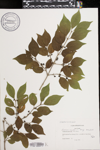 Lonicera maackii image