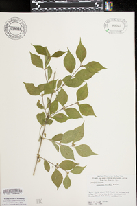 Lonicera maackii image