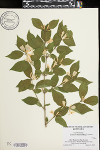 Lonicera maackii image