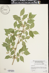 Lonicera maackii image