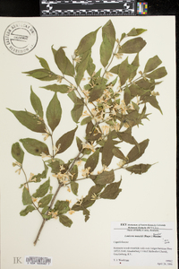 Lonicera maackii image