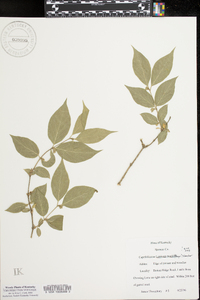 Lonicera maackii image