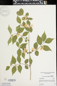 Lonicera maackii image