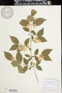 Lonicera maackii image