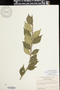 Lonicera maackii image