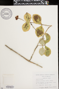 Lonicera prolifera image