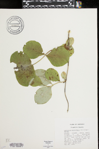 Lonicera prolifera image