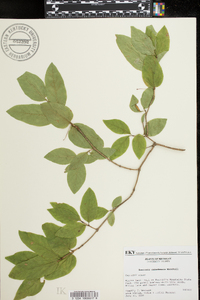 Lonicera canadensis image