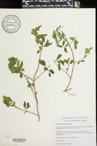 Lonicera canadensis image