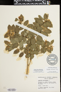 Lonicera xylosteum image