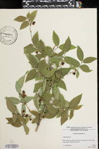 Lonicera tatarica image