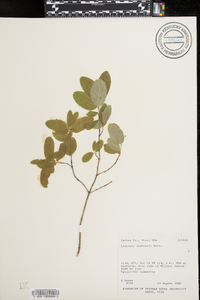 Lonicera utahensis image