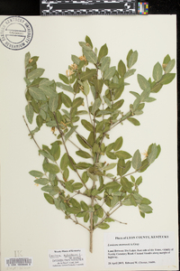 Lonicera xylosteum image