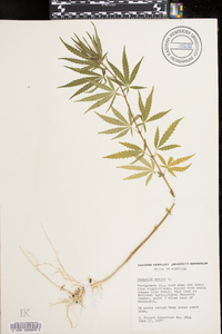 Cannabis sativa image