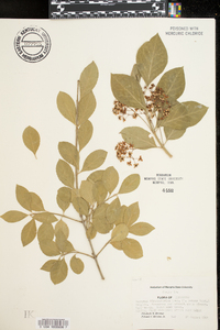 Euonymus kiautschovica image