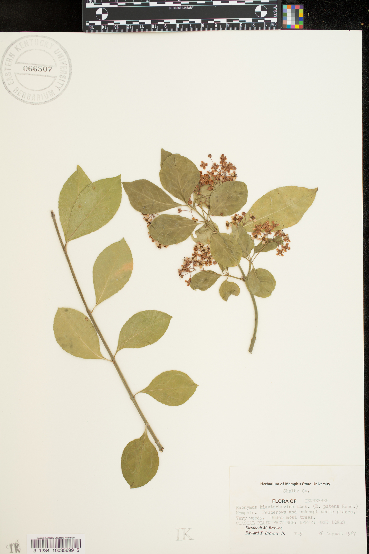 Euonymus kiautschovica image