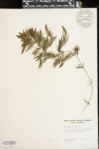 Ceratophyllum demersum image