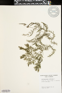 Ceratophyllum demersum image