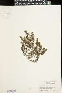 Ceratophyllum demersum image