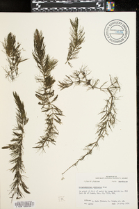 Ceratophyllum echinatum image