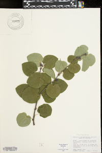 Cercidiphyllum japonicum image