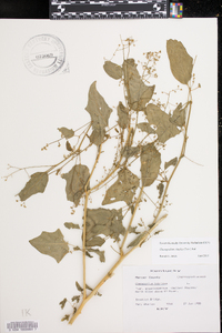 Chenopodiastrum simplex image