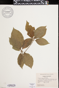 Clethra acuminata image