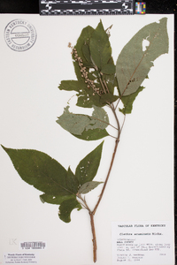 Clethra acuminata image