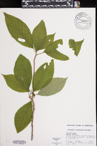 Clethra acuminata image