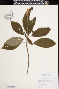 Clethra acuminata image