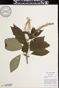 Clethra acuminata image