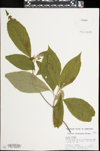 Clethra acuminata image