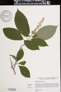 Clethra acuminata image